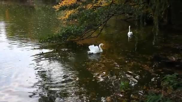 cygnes blancs sur un étang, automne, nature, paysage pittoresque 