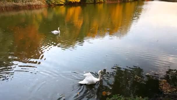 White swans on a pond, autumn, nature, scenic landscape — Stock Video