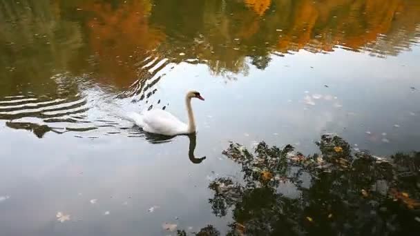 Beyaz kuğular bir gölet, Sonbahar, doğa, doğal peyzaj üzerinde — Stok video