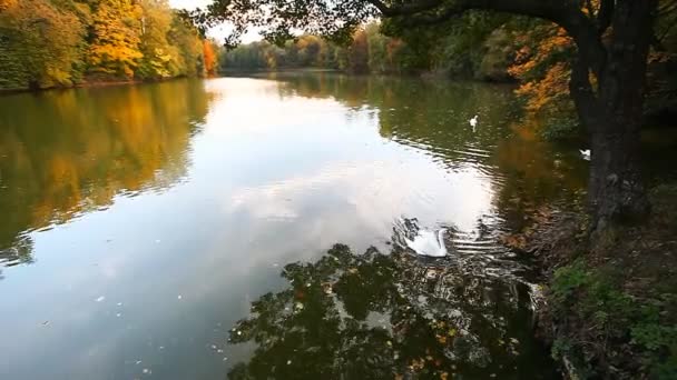 Vita svanar på en damm, hösten, natur, natursköna landskapet — Stockvideo