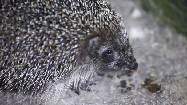 Niedlicher Igel frisst Nahaufnahme, Tiere, Wildtiere — Stockvideo