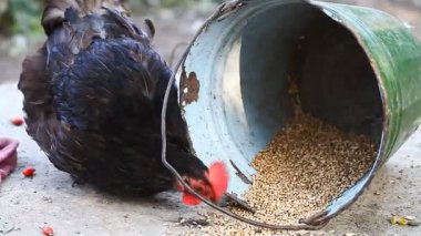 bir kova closeup dan tahıl yemek tavuk