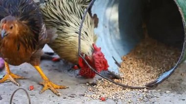 tahıl yemek yeni 2017 horoz sembolü