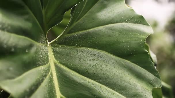 Planta tropical y gotas de lluvia que fluyen por ella — Vídeo de stock