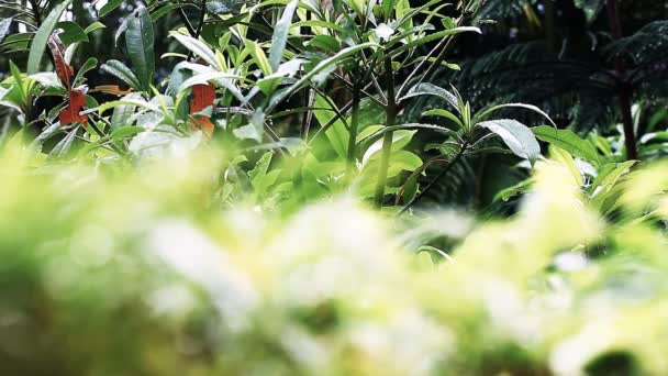 Planta tropical e gotas de chuva fluindo para baixo — Vídeo de Stock