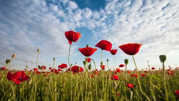 Zeitraffer von schönen roten Mohnblumen in Nahaufnahme, Wolken und Himmel — Stockvideo