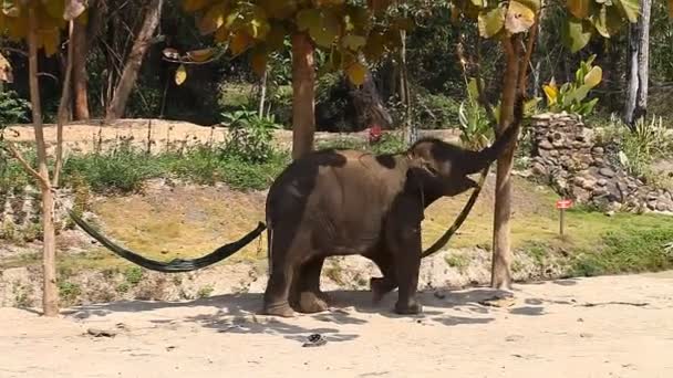 Una familia de elefantes asiáticos en una granja de elefantes en Tailandia — Vídeos de Stock