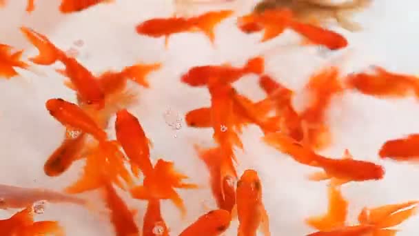 Рыбный рынок в Гонконге. Декоративные золотые рыбки — стоковое видео