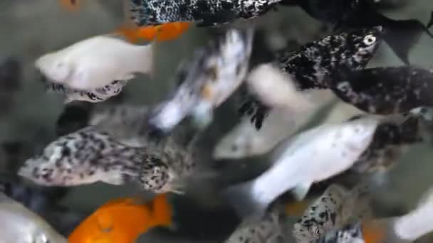 Азиатская золотая рыбка — стоковое видео