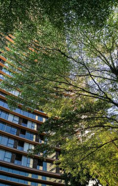 Yeşil yaprakları. bokeh arka plan olduğunu.