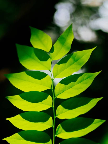 Zelené listy pozadí s bokeh . — Stock fotografie