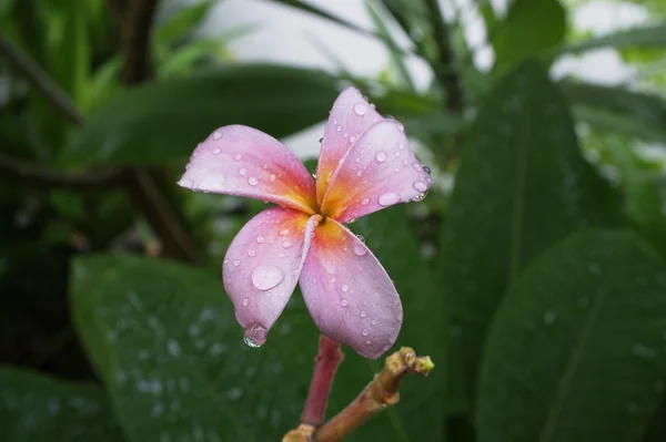 Plumeria rosa Flores — Fotografia de Stock