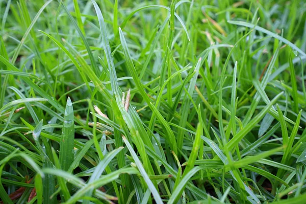 taze ot yakın çekim