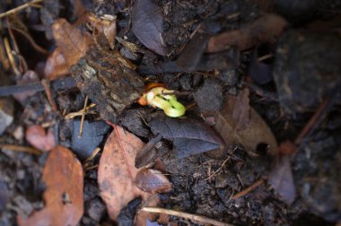 yardlong fasulye filiz