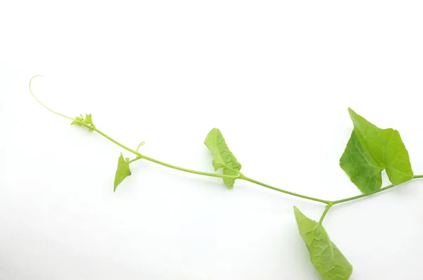 Kabak olun gıda içerikler beyaz arka plan üzerinde Ivy Seç — Stok fotoğraf