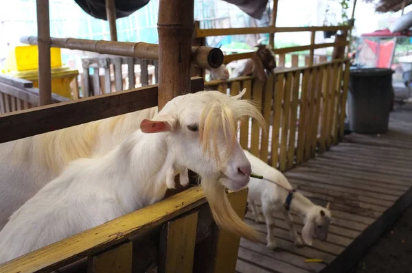 Şirin keçi çiftliği'nde Bangnamphung Suüstü Pazarı çocukta — Stok fotoğraf