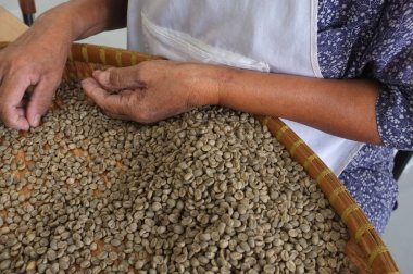 Kavram Tay kahve çekirdekleri, arka plan doku, ışık kavrulmuş, orta kavrulmuş, koyu kavrulmuş, organik kahve, kahve en iyi kalitede fasulye seçme işçiler için kahve çekirdeği