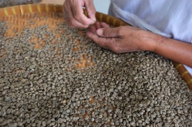 Kavram Tay kahve çekirdekleri, arka plan doku, ışık kavrulmuş, orta kavrulmuş, koyu kavrulmuş, organik kahve, kahve en iyi kalitede fasulye seçme işçiler için kahve çekirdeği