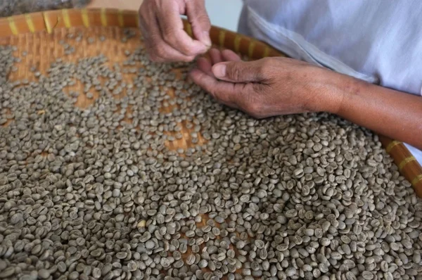 Kavram Tay kahve çekirdekleri, arka plan doku, ışık kavrulmuş, orta kavrulmuş, koyu kavrulmuş, organik kahve, kahve en iyi kalitede fasulye seçme işçiler için kahve çekirdeği