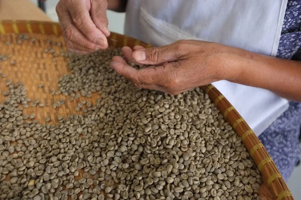 Kavram Tay kahve çekirdekleri, arka plan doku, ışık kavrulmuş, orta kavrulmuş, koyu kavrulmuş, organik kahve, kahve en iyi kalitede fasulye seçme işçiler için kahve çekirdeği
