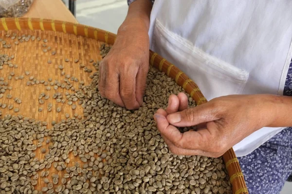 Concepto de granos de café THAI, textura de fondo, grano de café para tostado ligero, tostado medio, tostado oscuro, café orgánico, Los trabajadores eligen los granos de la mejor calidad en el café Imagen De Stock
