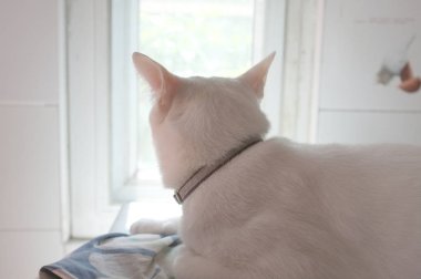 Siyam saf beyaz kedi yüz. Bir altın göz ve bir mavi bir kedi tuhaf gözleri var. Kavram sevimli hayvan