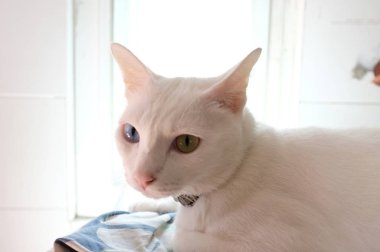 Siyam saf beyaz kedi yüz. Bir altın göz ve bir mavi bir kedi tuhaf gözleri var. Kavram sevimli hayvan