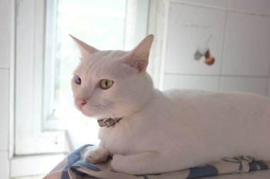 Siyam saf beyaz kedi yüz. Bir altın göz ve bir mavi bir kedi tuhaf gözleri var. Kavram sevimli hayvan