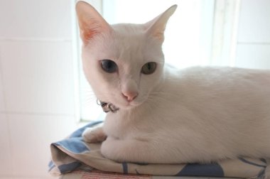 Siyam saf beyaz kedi yüz. Bir altın göz ve bir mavi bir kedi tuhaf gözleri var. Kavram sevimli hayvan