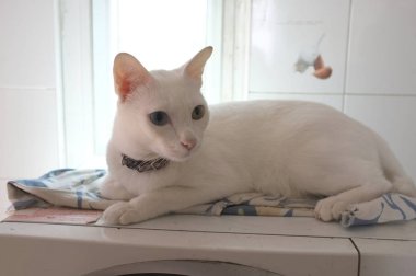 Siyam saf beyaz kedi yüz. Bir altın göz ve bir mavi bir kedi tuhaf gözleri var. Kavram sevimli hayvan