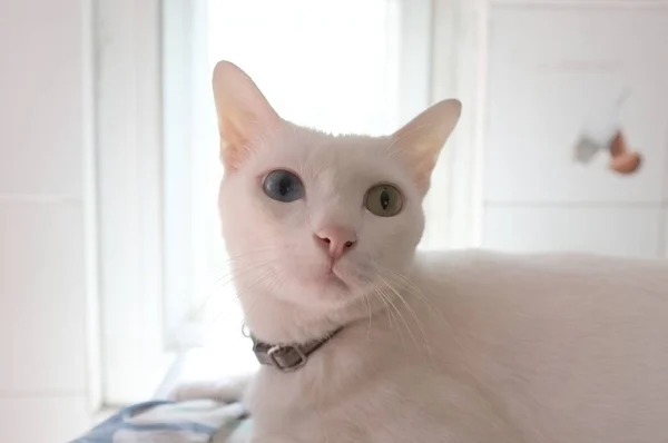 純粋な白のシャム猫顔 猫の奇妙な目は つの黄金の眼と つの青い コンセプトのかわいい動物 — ストック写真