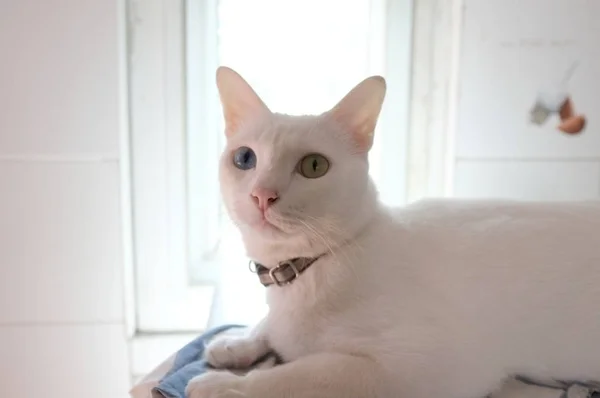 Siamese Pure White Katter Ansikte Udda Kattögon Har Ett Gyllene — Stockfoto