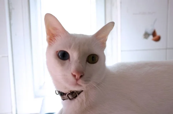 Сиамская Чистая Белая Кошка Кошки Странные Глаза Один Золотой Один — стоковое фото