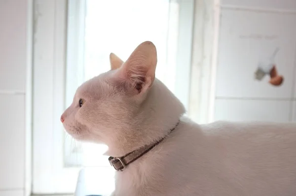 Siamese Pure White Katter Ansikte Udda Kattögon Har Ett Gyllene — Stockfoto