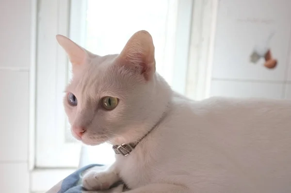 Cara Los Gatos Blancos Puros Siameses Los Ojos Extraños Del —  Fotos de Stock