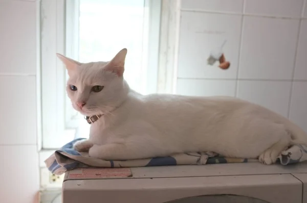Hófehér Sziámi Macskák Arcát Furcsa Macska Szeme Van Egy Arany — Stock Fotó