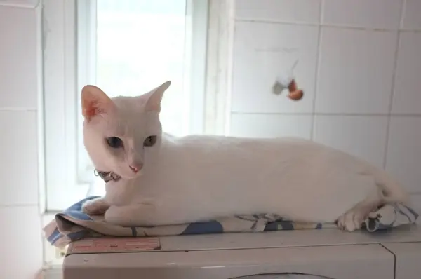 Cara Los Gatos Blancos Puros Siameses Los Ojos Extraños Del —  Fotos de Stock