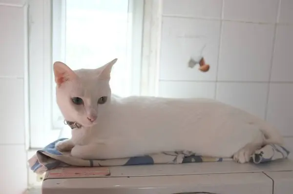 暹罗纯白猫的脸 这只奇怪的眼睛有一只金色的眼睛和一只蓝色的眼睛 概念可爱的动物 — 图库照片
