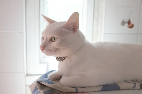 Сиамская Чистая Белая Кошка Кошки Странные Глаза Один Золотой Один — стоковое фото