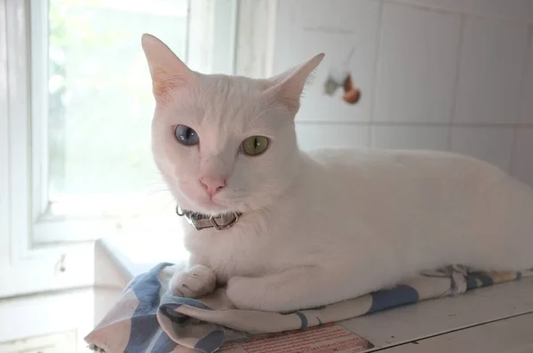 純粋な白のシャム猫顔 猫の奇妙な目は つの黄金の眼と つの青い コンセプトのかわいい動物 — ストック写真