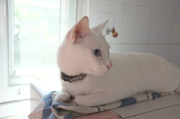 Cara Gatos Brancos Puros Siameses Gato Olhos Ímpares Tem Olho — Fotografia de Stock