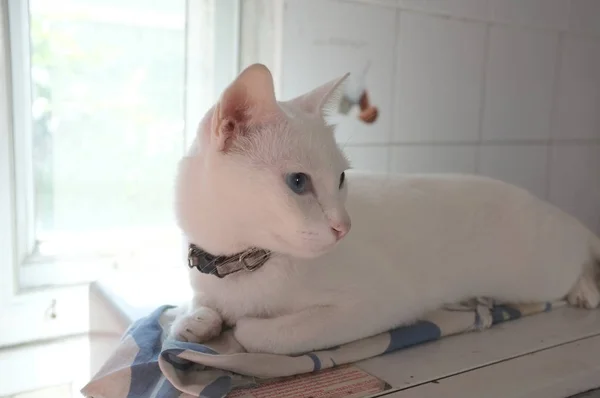 暹罗纯白猫的脸 这只奇怪的眼睛有一只金色的眼睛和一只蓝色的眼睛 概念可爱的动物 — 图库照片