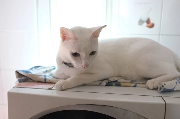 Das Gesicht Der Siamesischen Reinweißen Katzen Die Katzenaugen Haben Ein — Stockfoto