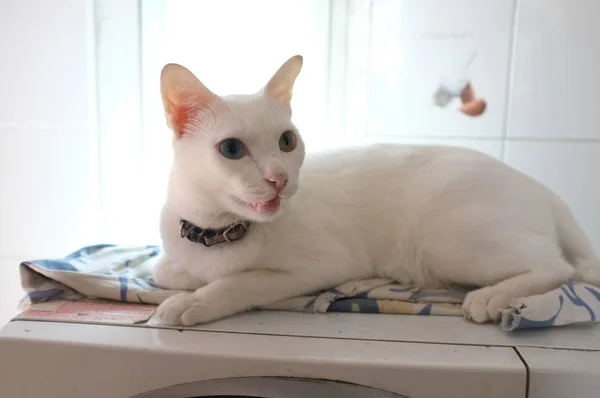 Cara Gatos Brancos Puros Siameses Gato Olhos Ímpares Tem Olho — Fotografia de Stock
