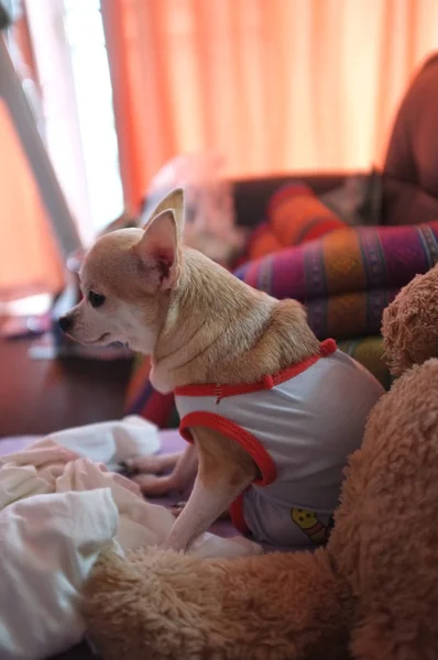 Niedlicher Weißer Und Brauner Chihuahua Auf Dem Sofa Fühlt Sich — Stockfoto