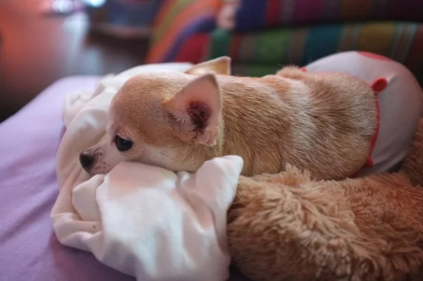 Cute White Brown Chihuahua Sofa Feeling Lonely Waiting Love — стоковое фото