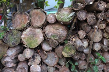 Doğa arka plan, doğa ağaçlarda günlükleri güzel Closeup. bir sürü kesilerek günlükleri.