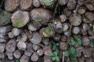 Doğa arka plan, doğa ağaçlarda günlükleri güzel Closeup. bir sürü kesilerek günlükleri.