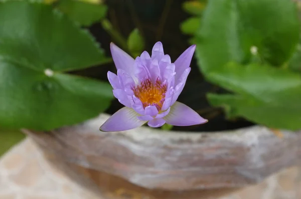 Purple Water Lilly Water Background Thai Purple Lotus — Stock Photo, Image