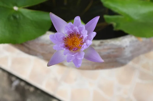 Фиолетовый Лилии Воды Водном Фоне Thai Фиолетовый Лотос — стоковое фото